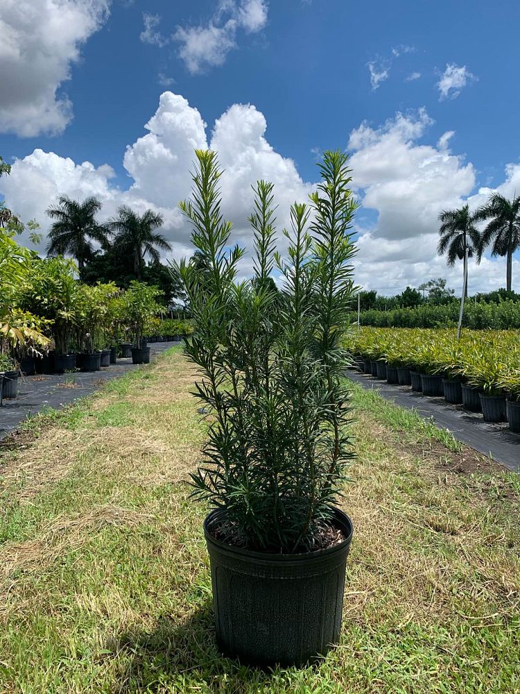 podocarpus-macrophyllus-maki-japanese-yew