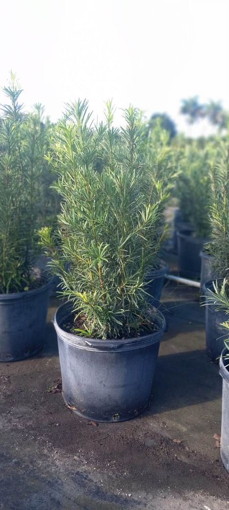 podocarpus-macrophyllus-maki-japanese-yew