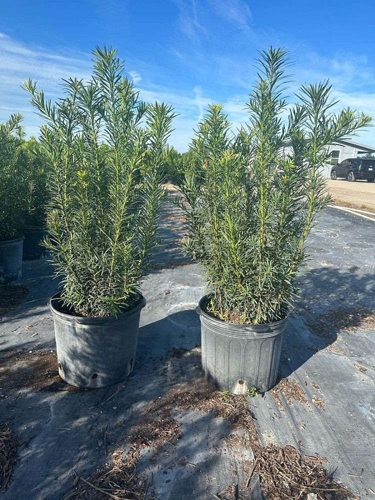 podocarpus-macrophyllus-maki-japanese-yew