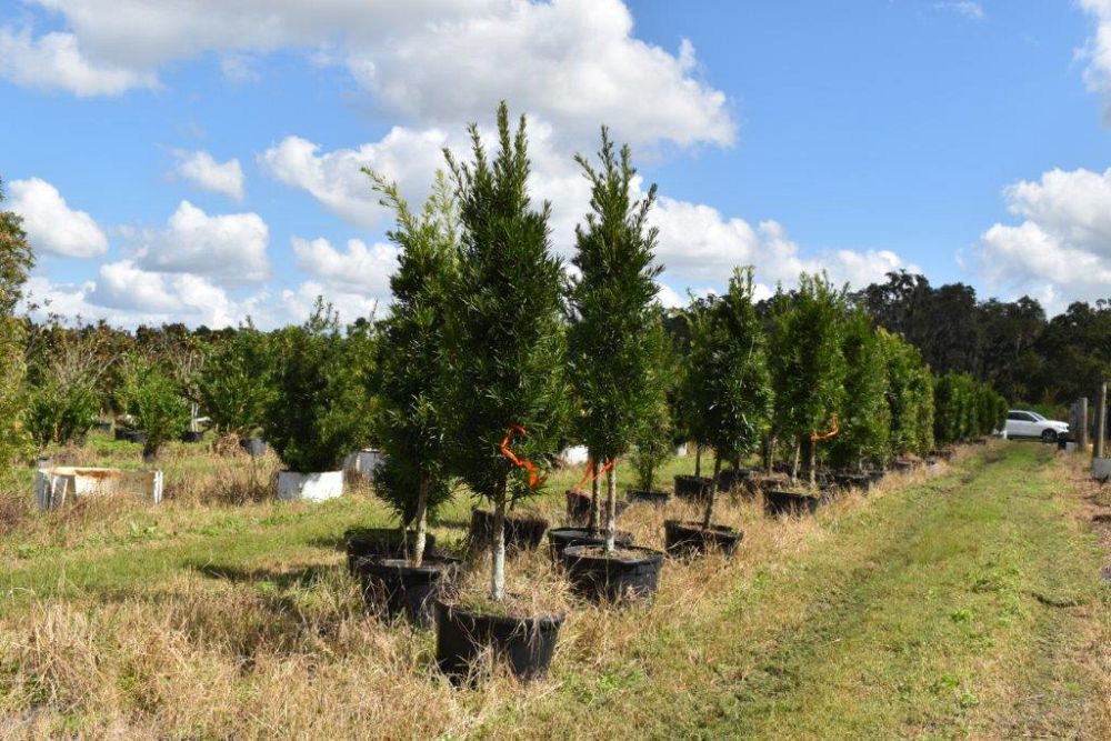 podocarpus-macrophyllus-maki-japanese-yew