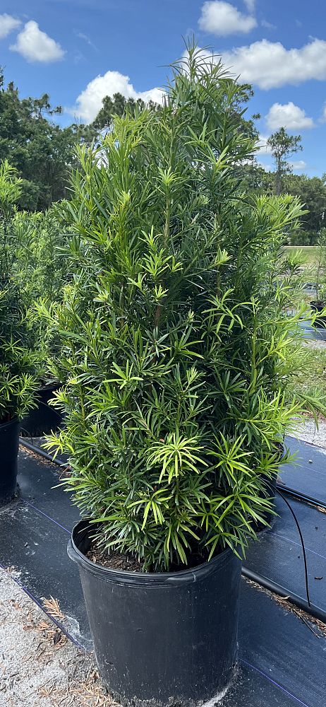 podocarpus-macrophyllus-maki-japanese-yew