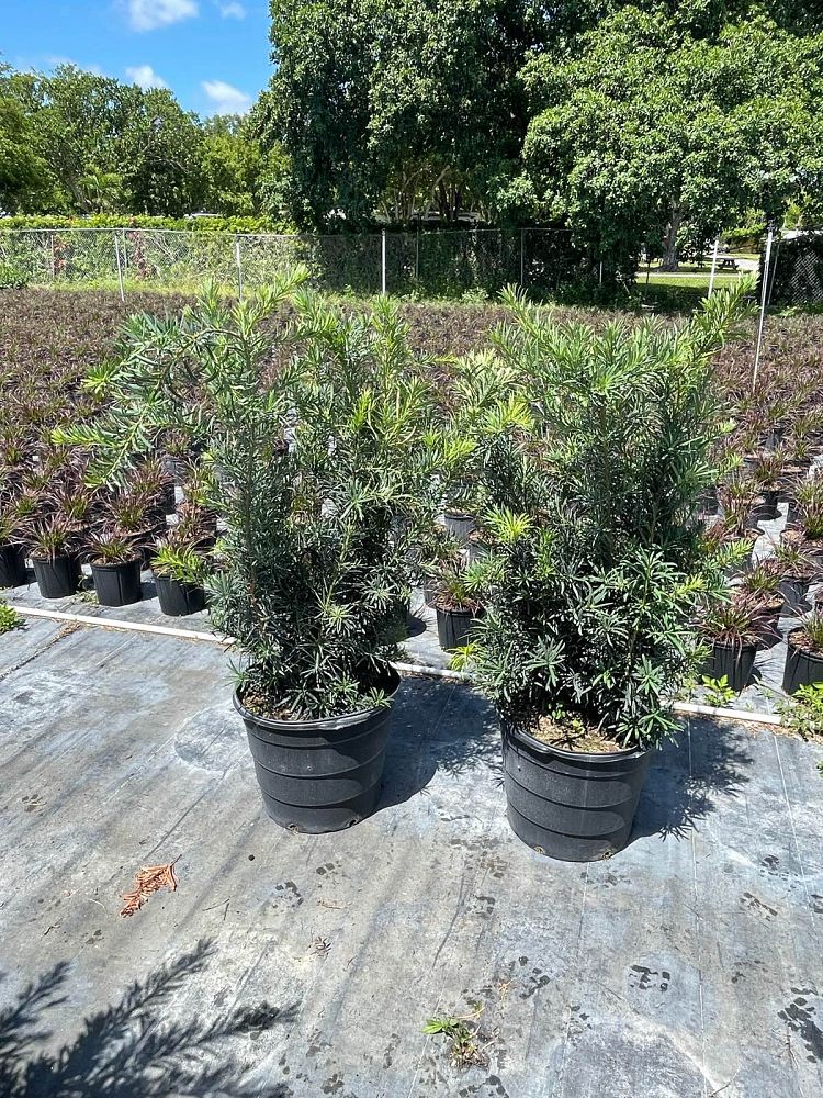 podocarpus-macrophyllus-maki-japanese-yew