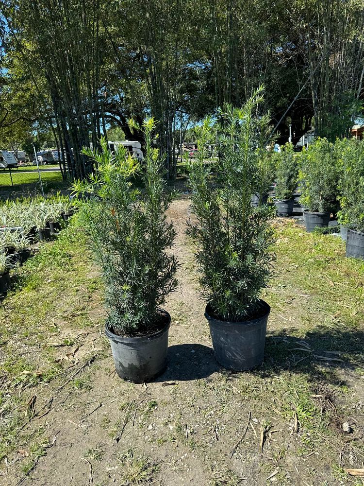 podocarpus-macrophyllus-maki-japanese-yew