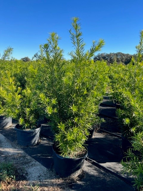 podocarpus-macrophyllus-maki-japanese-yew