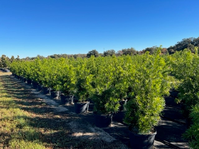 podocarpus-macrophyllus-maki-japanese-yew