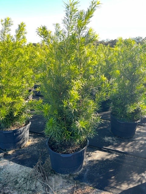 podocarpus-macrophyllus-maki-japanese-yew
