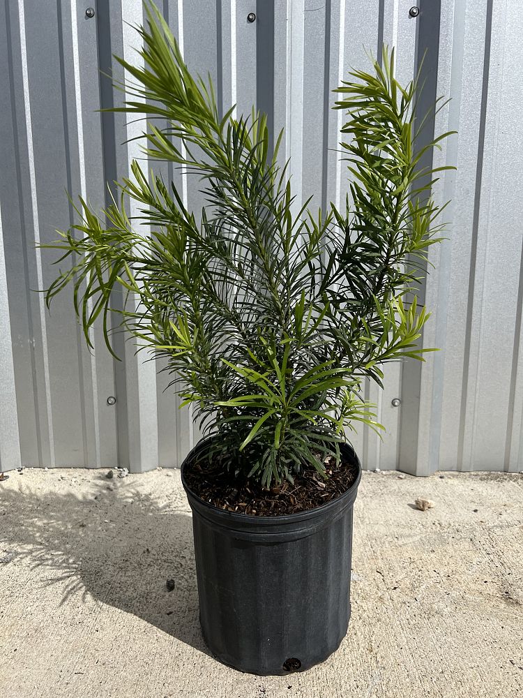podocarpus-macrophyllus-maki-japanese-yew