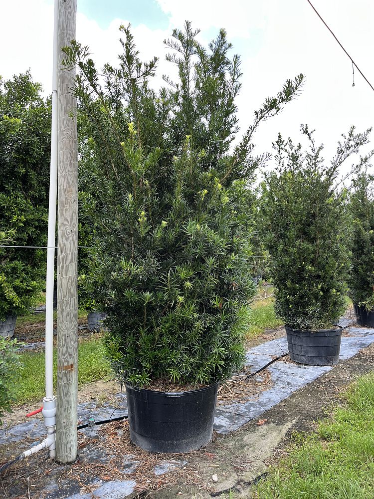 podocarpus-macrophyllus-maki-japanese-yew