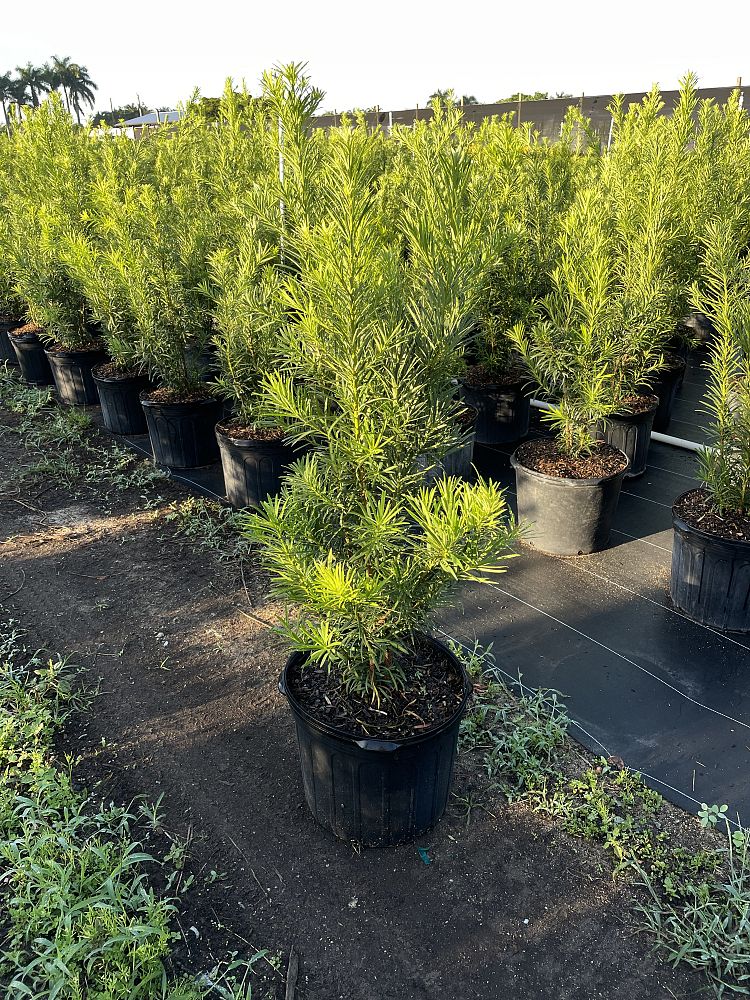 podocarpus-macrophyllus-maki-japanese-yew