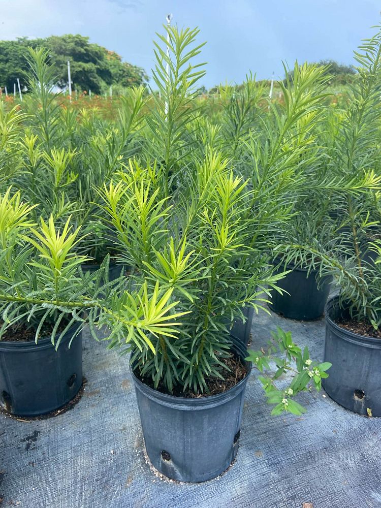 podocarpus-macrophyllus-maki-japanese-yew
