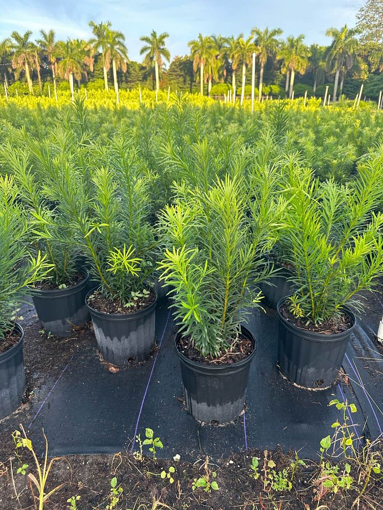 podocarpus-macrophyllus-maki-japanese-yew