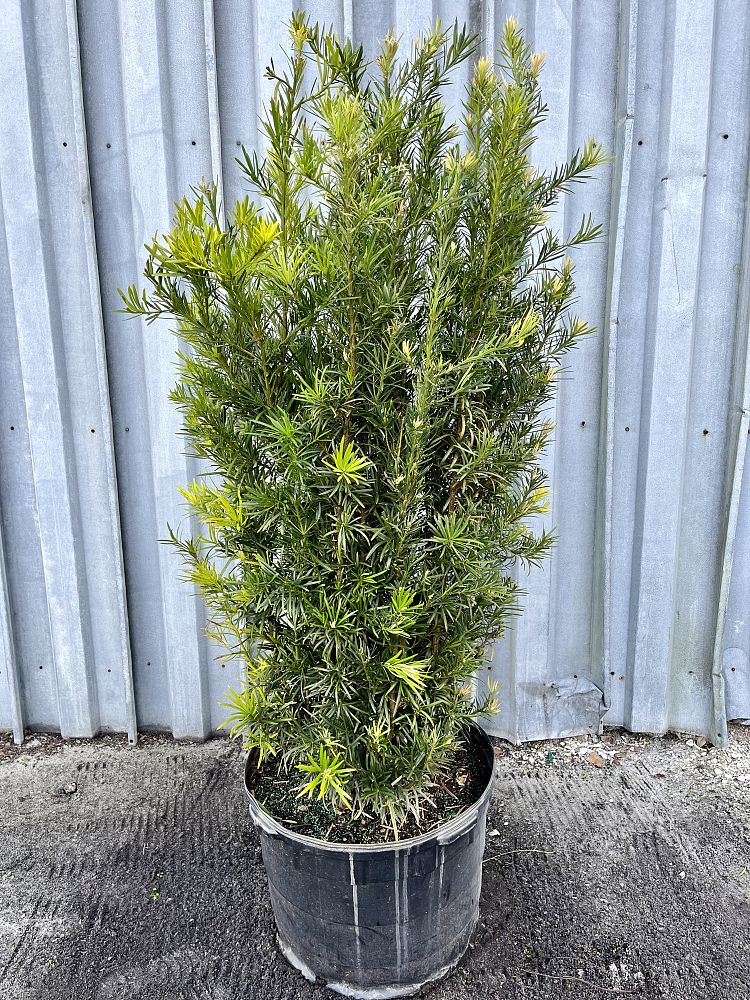 podocarpus-macrophyllus-maki-japanese-yew