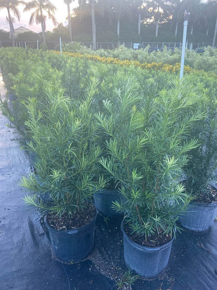 podocarpus-macrophyllus-maki-japanese-yew