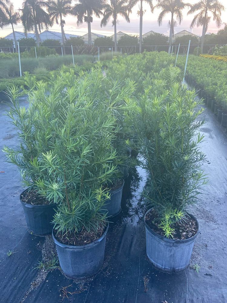 podocarpus-macrophyllus-maki-japanese-yew