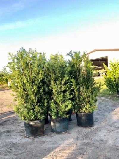 podocarpus-macrophyllus-maki-japanese-yew