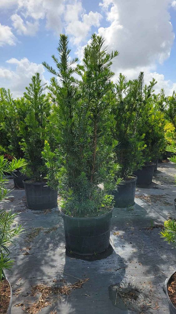 podocarpus-macrophyllus-maki-japanese-yew