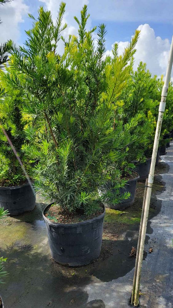 podocarpus-macrophyllus-maki-japanese-yew