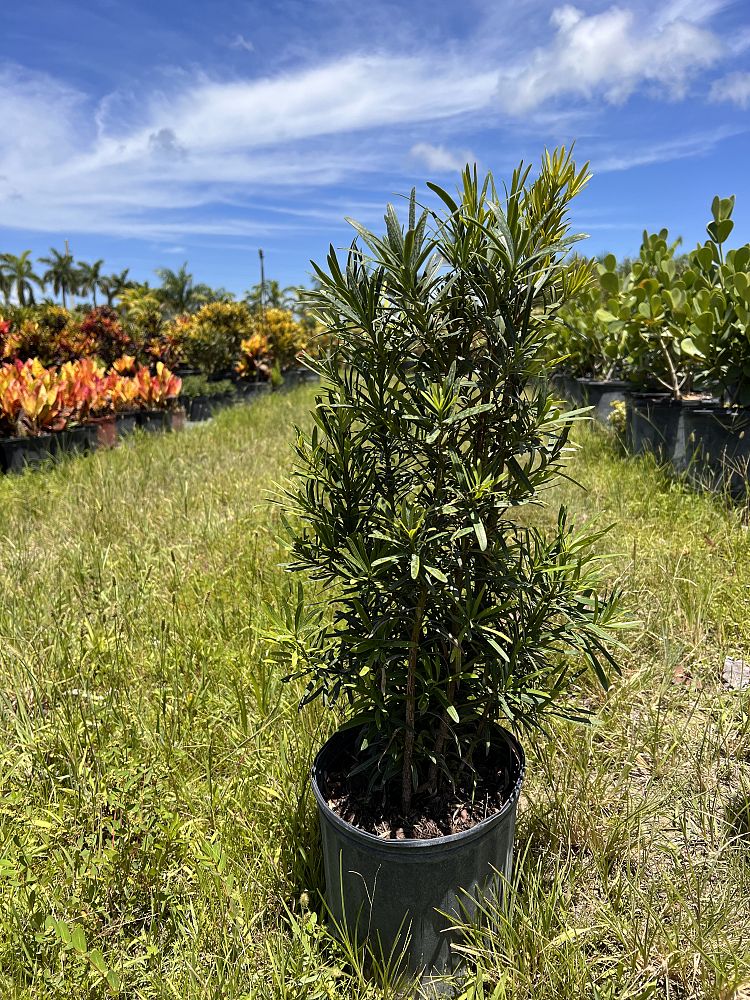 podocarpus-macrophyllus-maki-japanese-yew