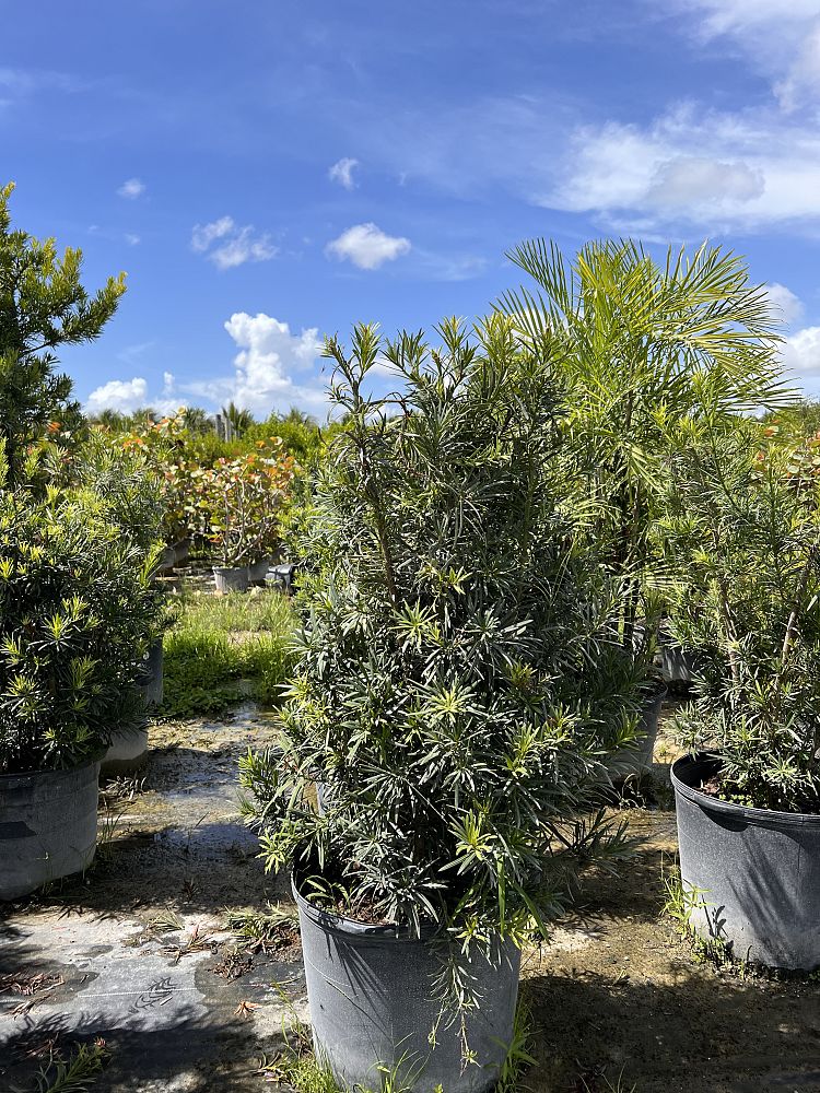 podocarpus-macrophyllus-maki-japanese-yew
