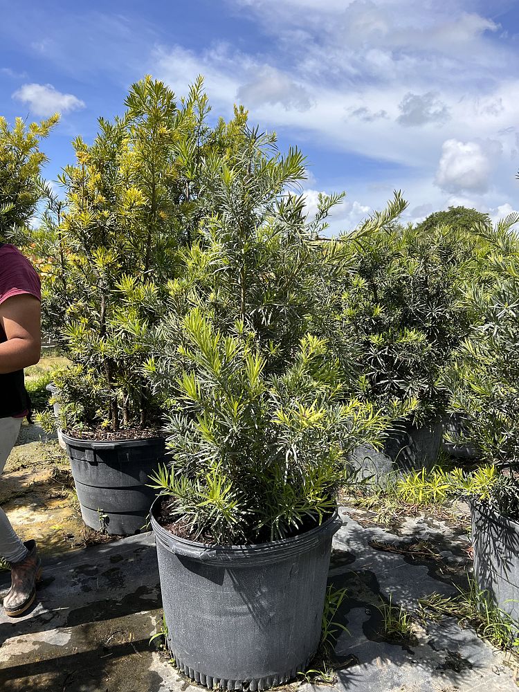 podocarpus-macrophyllus-maki-japanese-yew