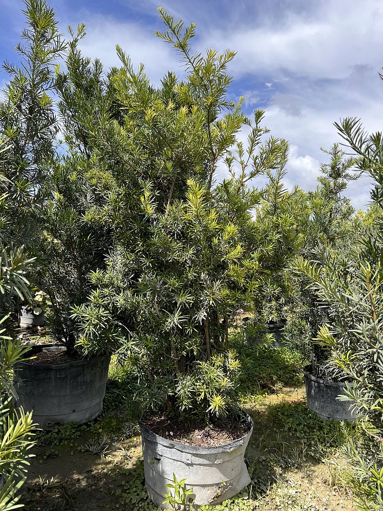 podocarpus-macrophyllus-maki-japanese-yew