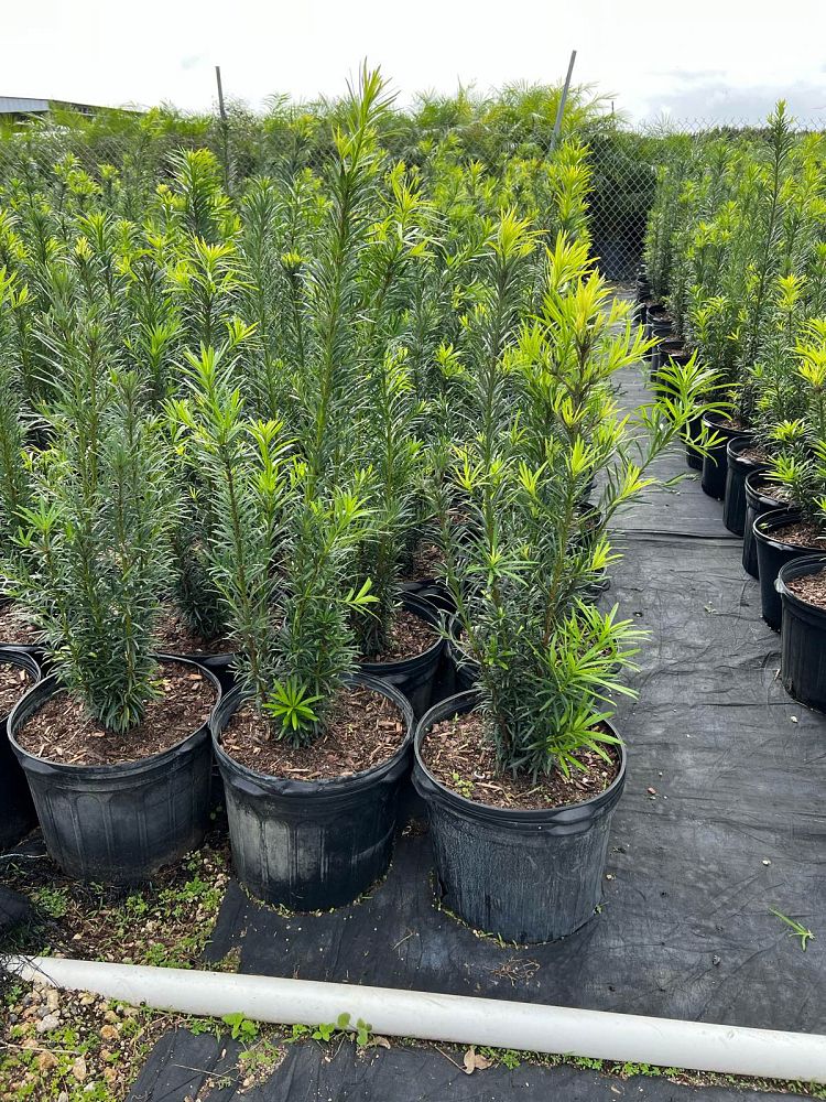 podocarpus-macrophyllus-maki-japanese-yew