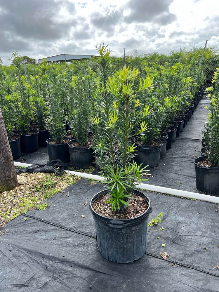 podocarpus-macrophyllus-maki-japanese-yew
