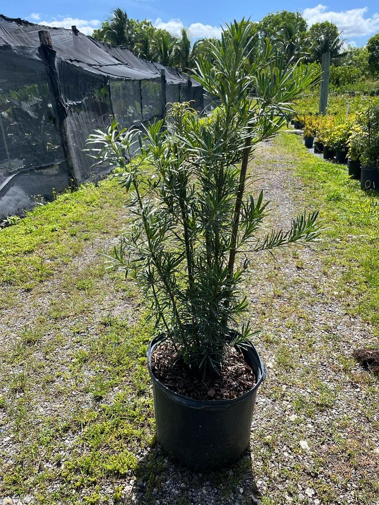 podocarpus-macrophyllus-maki-japanese-yew