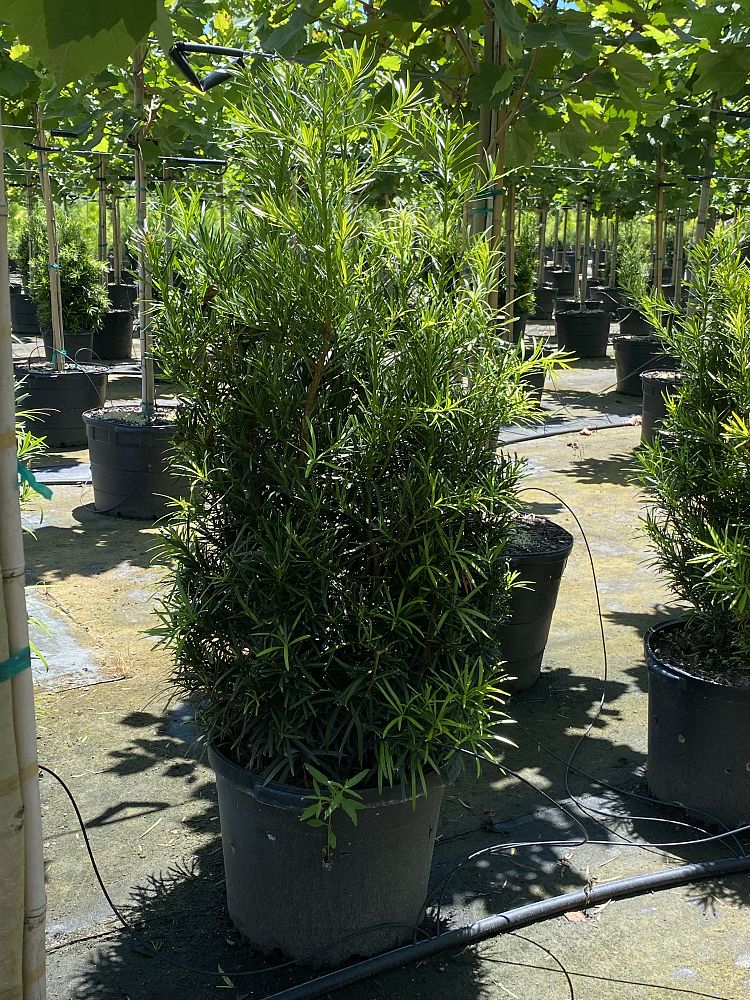 podocarpus-macrophyllus-maki-japanese-yew