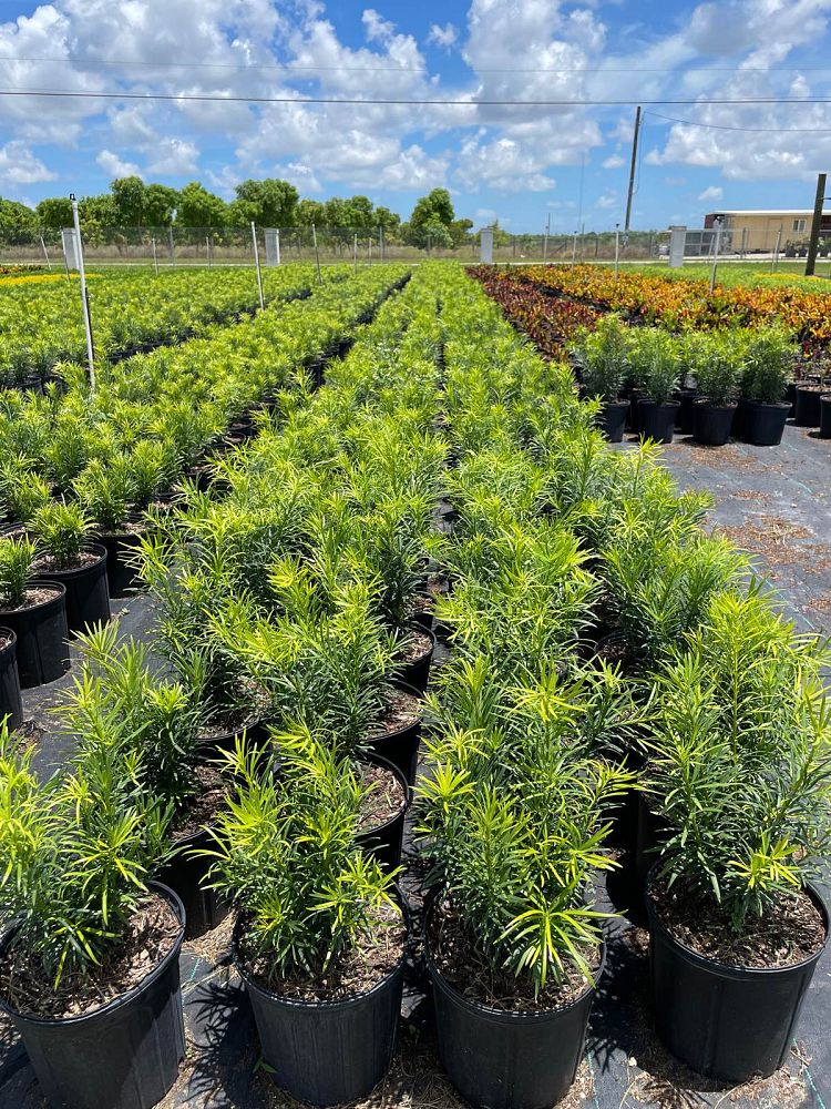 podocarpus-macrophyllus-maki-japanese-yew