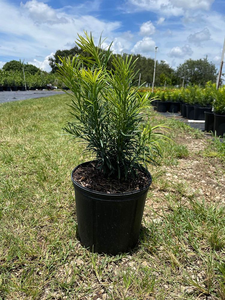 podocarpus-macrophyllus-maki-japanese-yew