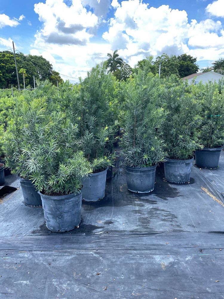 podocarpus-macrophyllus-maki-japanese-yew