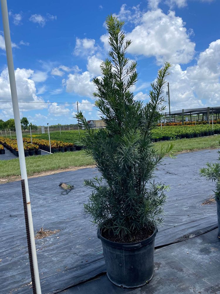 podocarpus-macrophyllus-maki-japanese-yew