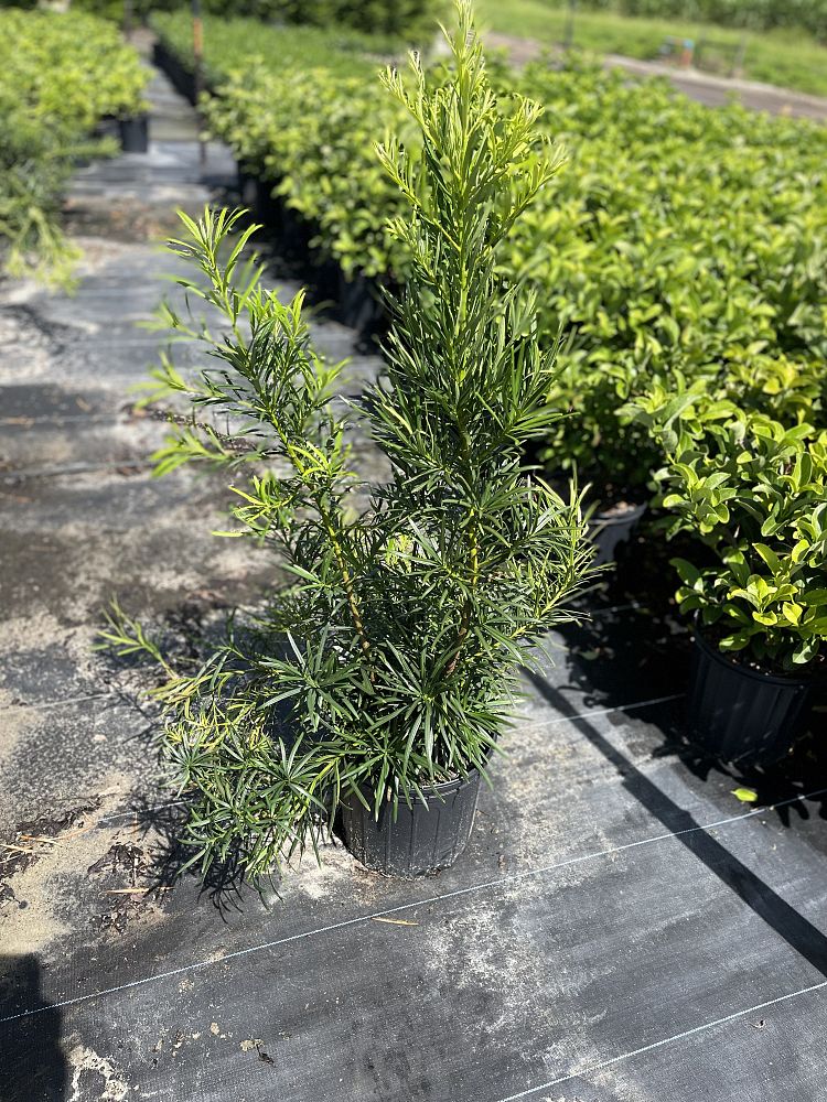 podocarpus-macrophyllus-maki-japanese-yew