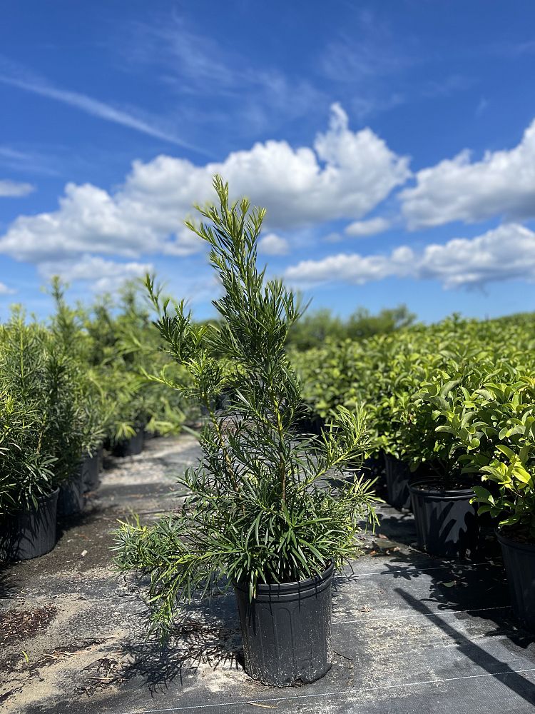 podocarpus-macrophyllus-maki-japanese-yew