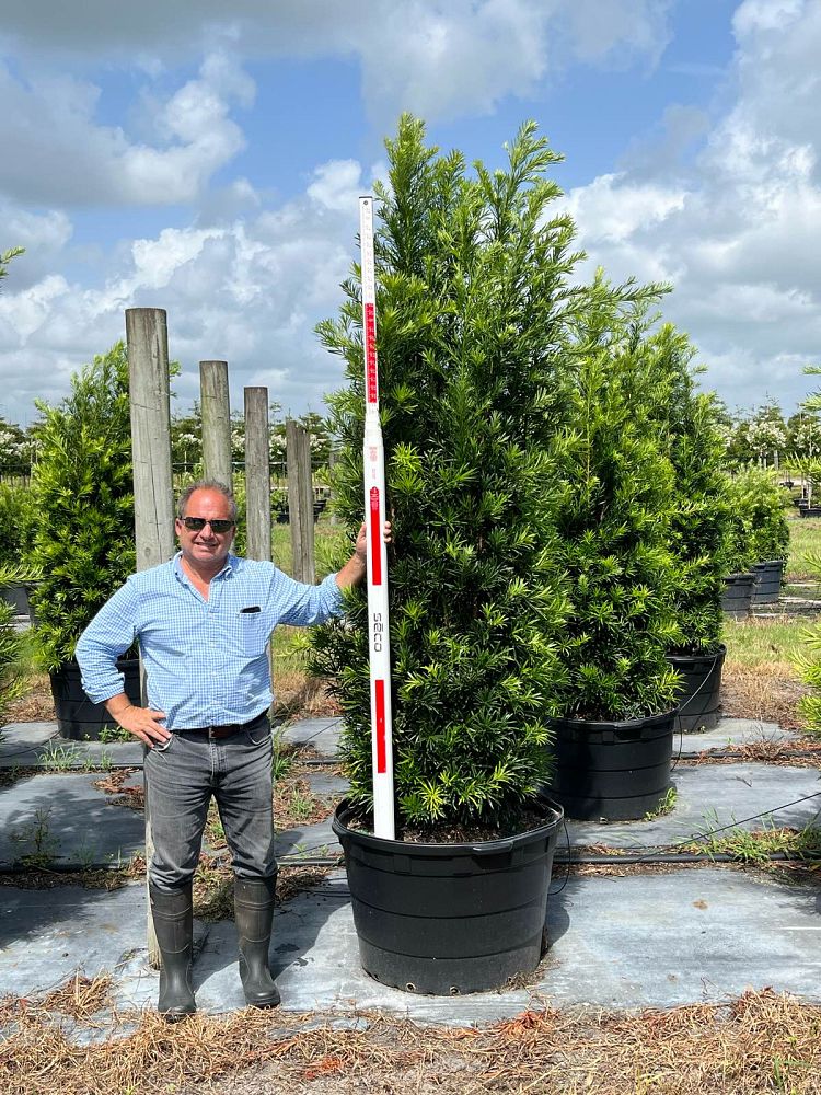 podocarpus-macrophyllus-maki-japanese-yew