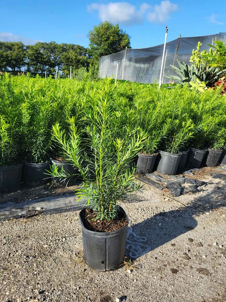 podocarpus-macrophyllus-maki-japanese-yew