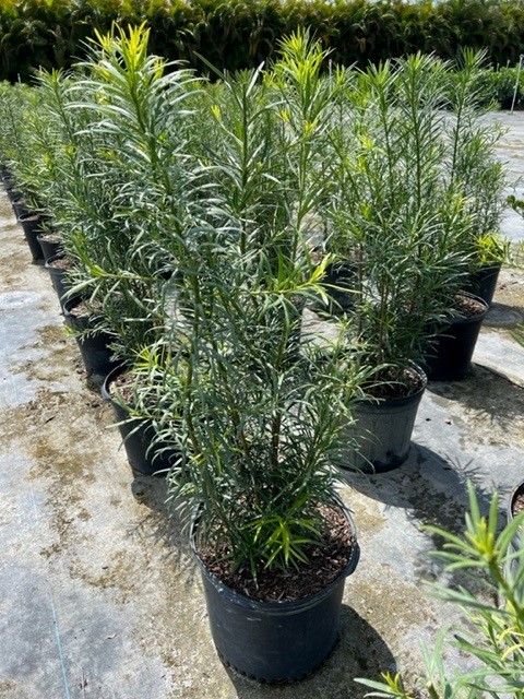 podocarpus-macrophyllus-maki-japanese-yew
