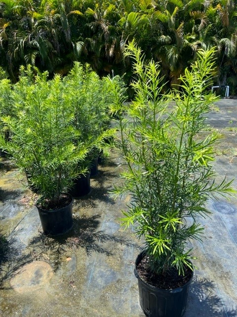 podocarpus-macrophyllus-maki-japanese-yew