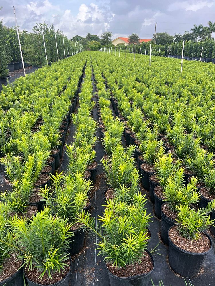 podocarpus-macrophyllus-maki-japanese-yew