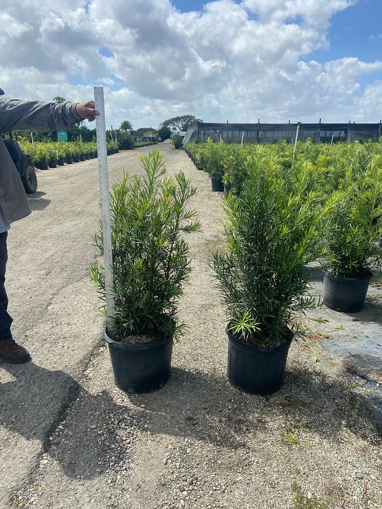 podocarpus-macrophyllus-maki-japanese-yew