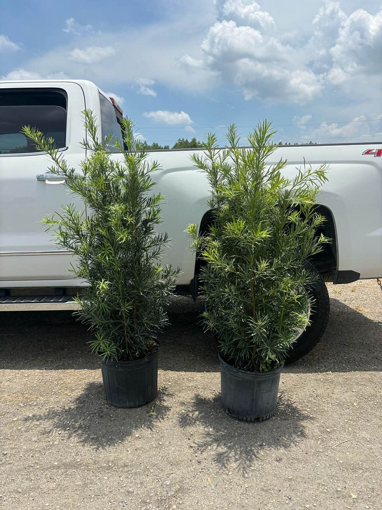 podocarpus-macrophyllus-maki-japanese-yew