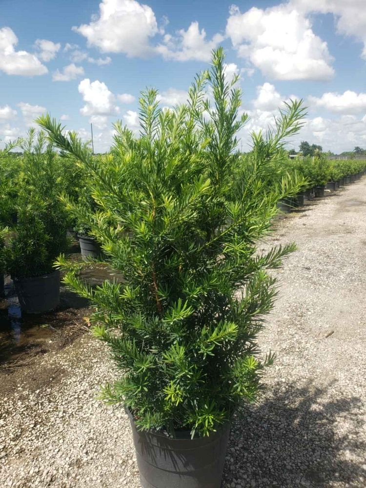 podocarpus-macrophyllus-maki-japanese-yew