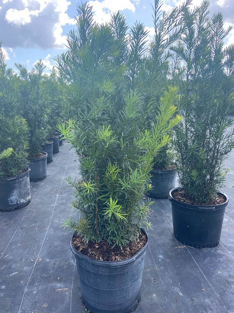 podocarpus-macrophyllus-maki-japanese-yew