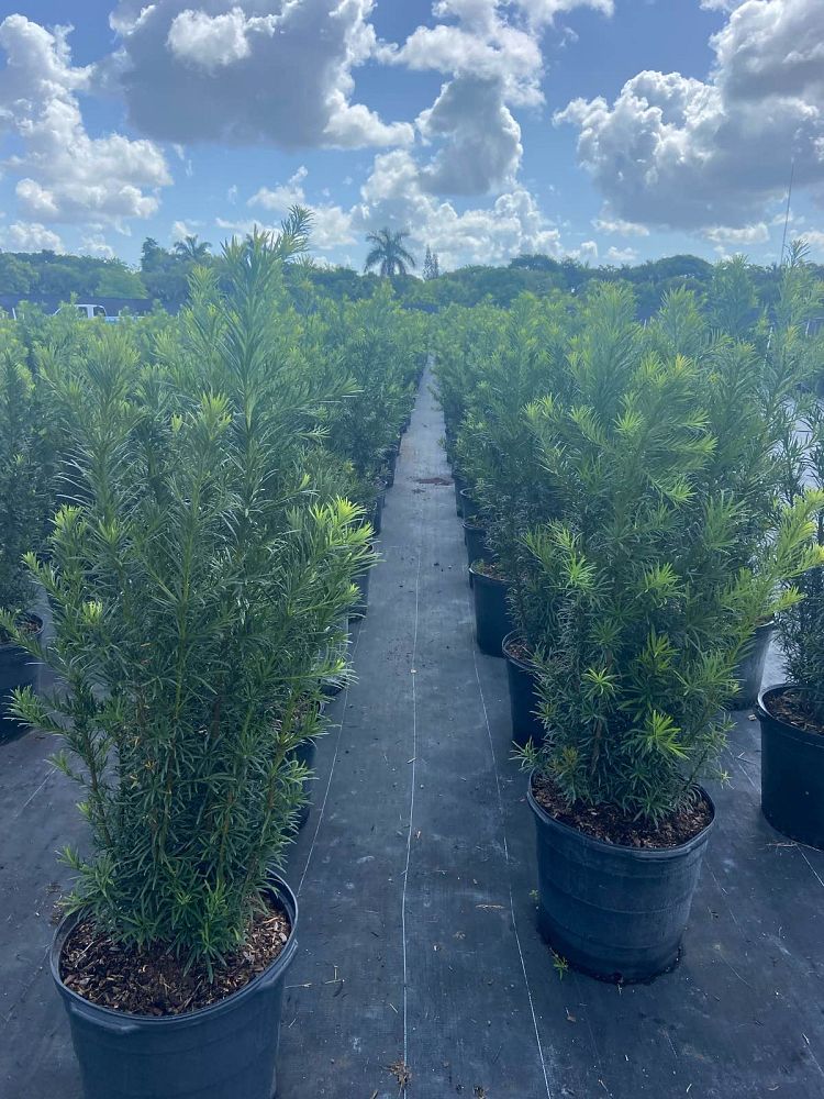 podocarpus-macrophyllus-maki-japanese-yew