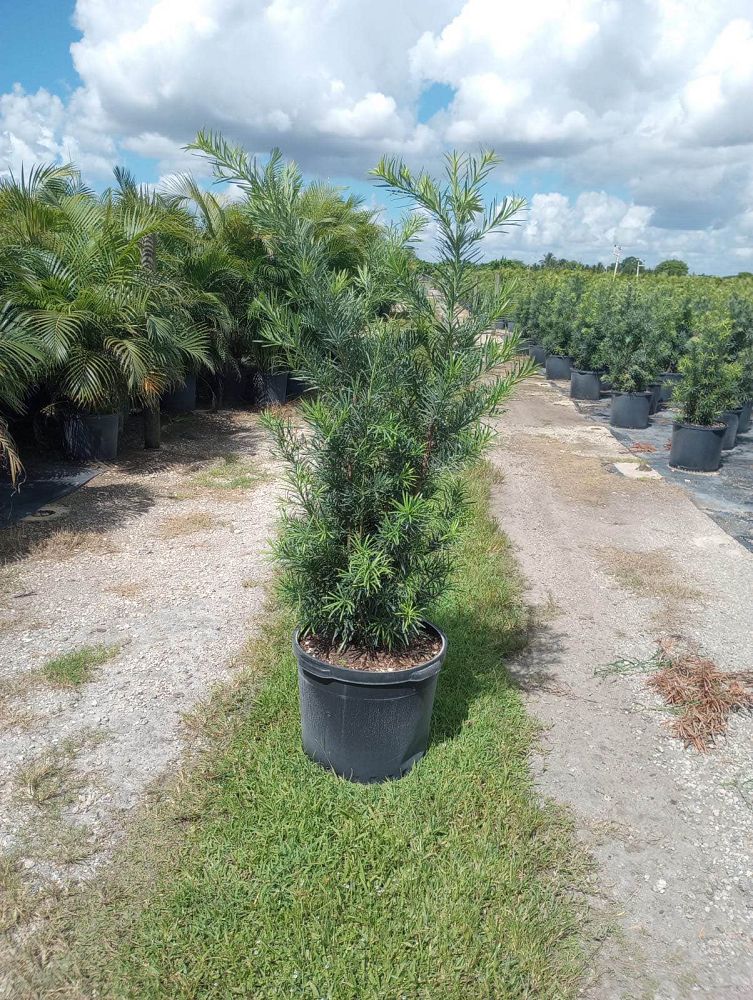 podocarpus-macrophyllus-maki-japanese-yew