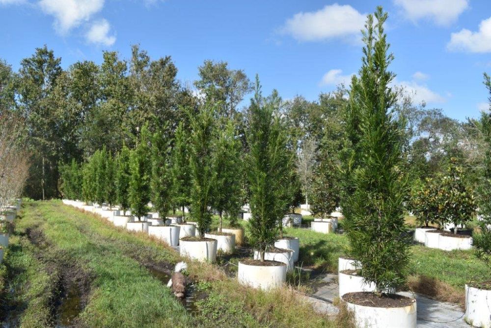 podocarpus-macrophyllus-maki-japanese-yew
