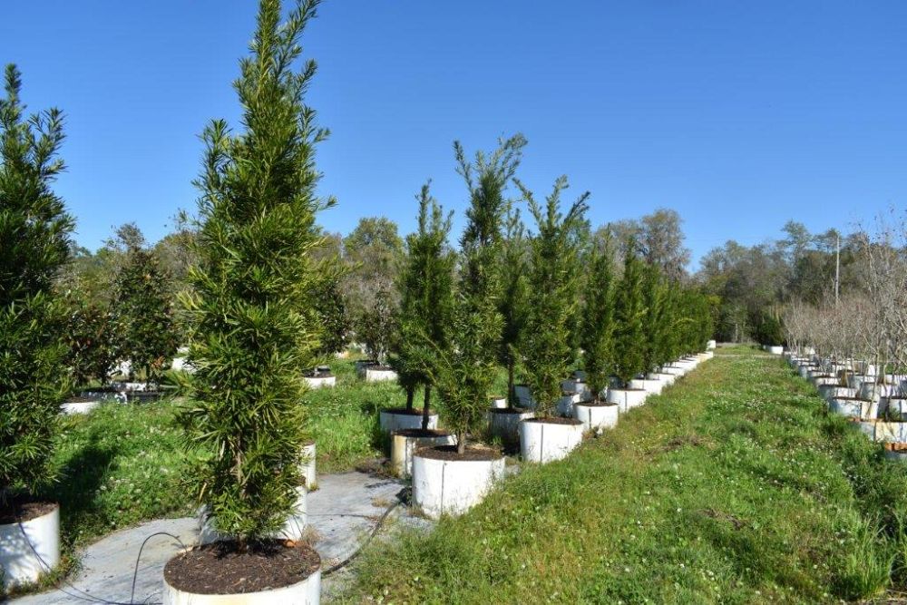 podocarpus-macrophyllus-maki-japanese-yew