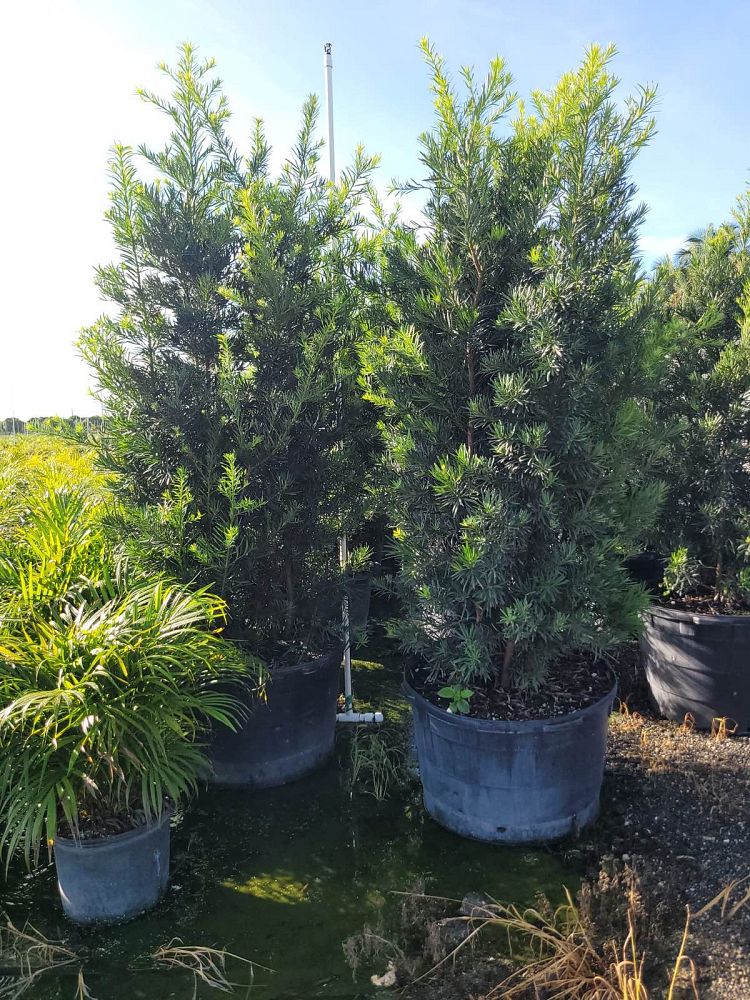 podocarpus-macrophyllus-maki-japanese-yew