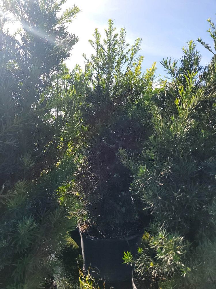 podocarpus-macrophyllus-maki-japanese-yew